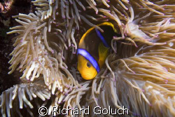 Anemonefish-Palau by Richard Goluch 
